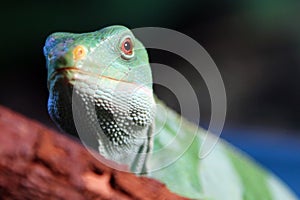 Fiji banded iguana Brachylophus fasciatus