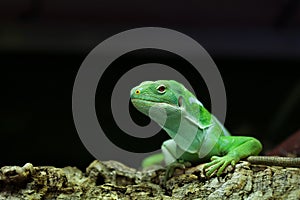 Fiji banded iguana (Brachylophus fasciatus).