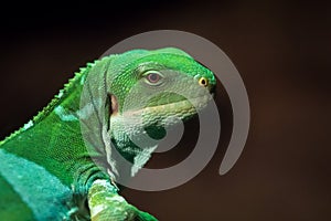 The Fiji banded iguana Brachylophus fasciatus is an arboreal species of lizard