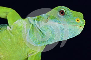 Fiji banded iguana (Brachylophus fasciatus)