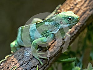 Fiji banded iguana, Brachylophus fasciatus, is rare to live only in Fiji