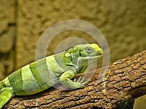 Fiji banded iguana, Brachylophus fasciatus, is rare to live only in Fiji