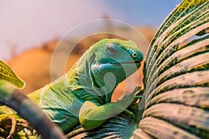 Fiji banded iguana