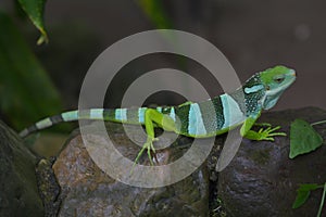 Fiji banded iguana