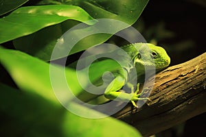 Fiji banded iguana