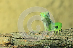 Fiji banded iguana