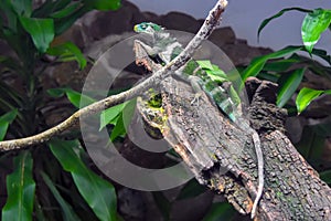 Fiji crested iguana on tree stump