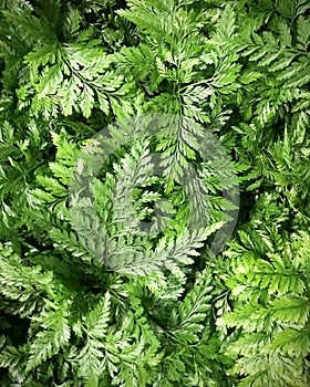 Fiji davallia. Green plant background. Vertical.
