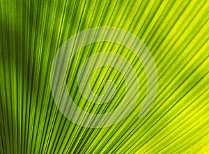 Fiji fan palm leave with beautiful texture.