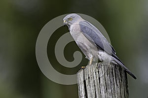 Fiji Goshawk, Accipiter rufitorques