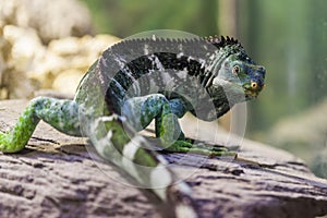 Fiji Island Crested Iguana - Critically endangered species. photo