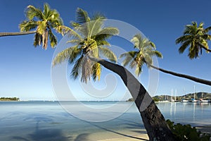 Fiji - Leaning Palm Trees - South Pacific