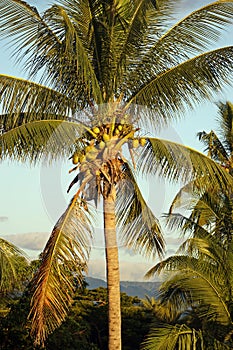Fiji Nadi Coconut and Palm tree photo