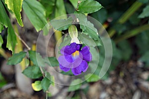Fiji Paradise Series - Bluebell or Lali Plant - Bush Clock Vine or King\'s Mantle Flower