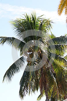 Fiji Paradise Series - Coconut Palm Tree with Blue Sky