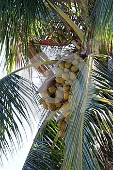 Fiji Paradise Series - Coconut Palm Tree with Blue Sky