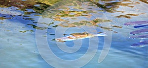 Fiji Paradise Series - Reflections - Fish Swimming in Sea Water at First Landing - Viti Levu photo