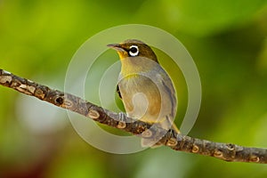 Fiji white-eye Zosterops explorator sitting on a tree branch