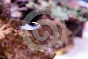 Fiji Yellow Head damsel Chrysiptera rollandi