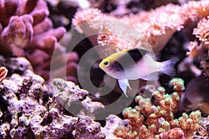 Fiji Yellow Head damsel Chrysiptera rollandi