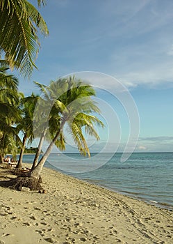 Fijian Beach and Palm Trees