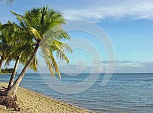 Fijian Beach and Palm Trees