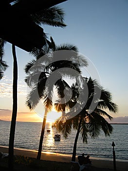 Fijian Beach Palms