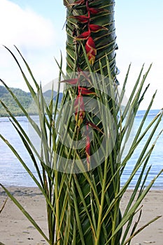 Fijian Ceremonial Palm Leaf Weaving
