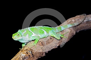 Fijian Crested Iguana