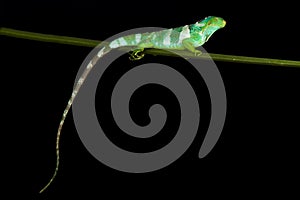 Fijian crested iguana Brachylophus vitiensis