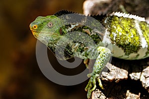 Fijian crested iguana Brachylophus vitiensis on Viti Levu Isla