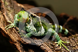 Fijian crested iguana Brachylophus vitiensis on Viti Levu Isla