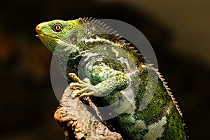 Fijian crested iguana Brachylophus vitiensis on Viti Levu Isla