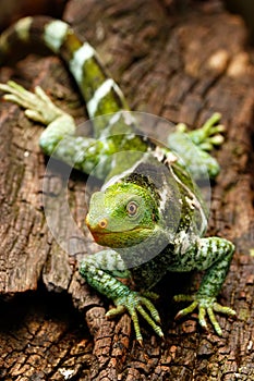 Fijian crested iguana Brachylophus vitiensis on Viti Levu Isla