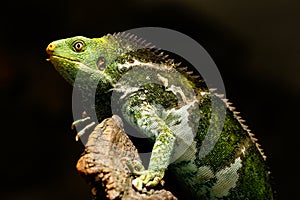 Fijian crested iguana Brachylophus vitiensis on Viti Levu Isla