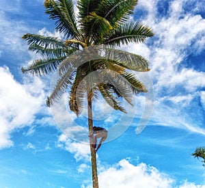 Fijian man climbing tree to get Coconuts