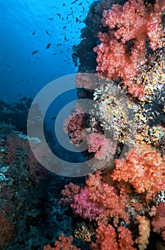 Fijian Soft Corals