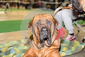 Fila Brasileiro big dog portrait