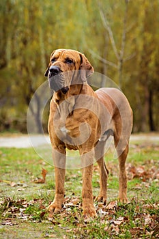 Fila Brasileiro dog portrait, autumn scene