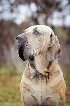 Fila Brasileiro dog portrait, autumn scene