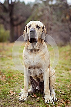 Fila Brasileiro dog portrait, autumn scene