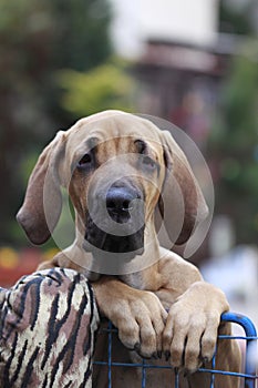 Fila brasileiro portrait photo