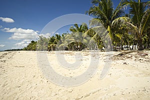 Fila de palmeras en la isla de Bantayan.  Row of palm trees on Bantayan Island photo
