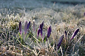 Filament crocuses with coiled flowers frostbitten by morning frost, the sun has already risen