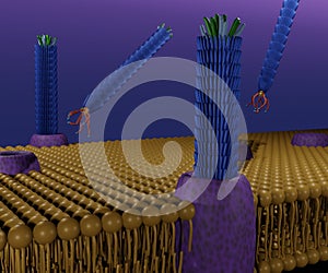 filamentous bacteriophage M13 in phospholipid bilayers photo