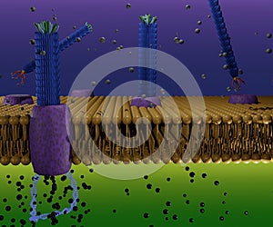 filamentous bacteriophage M13 in phospholipid bilayers