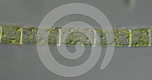 Filamentous green algae