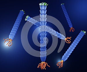 filamentous M13 phage virus structure