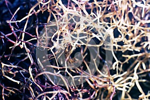 Filamentous seaweed at low tide
