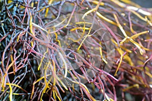 Filamentous seaweed at low tide